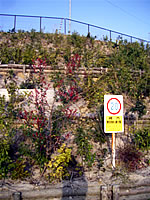 2008年植えの苗の様子