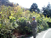 2007年植えの苗の様子