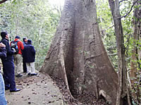 熱帯樹の板根（西双版納・象の谷）
