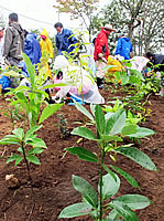 雨カッパ姿で苗を植え込む生徒たち