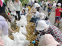 収穫されたジャガイモの分配